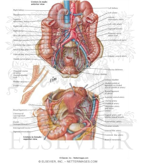 Watermarked preview of labeled image: Anatomic Relations of Ureters
Ureters