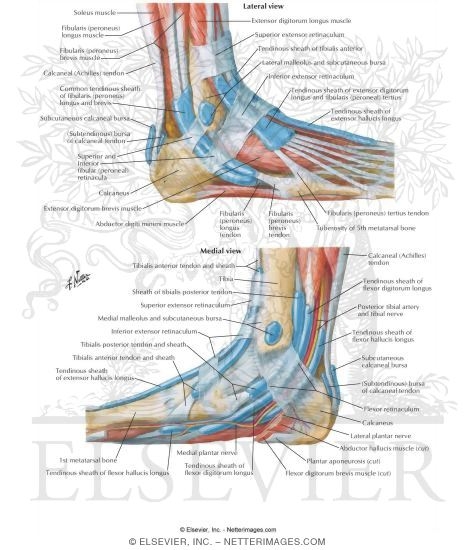 Synovial Tendon Sheaths At Ankle Tendon Sheaths Of Ankle Unlike tendons, which connect muscle to bone, ligaments connect bones to other bones. synovial tendon sheaths at ankle tendon