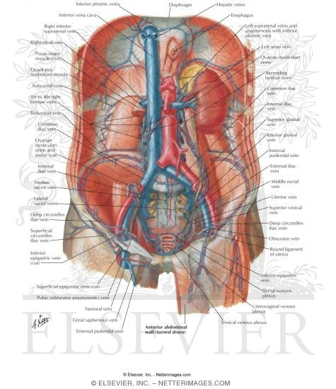 This abdominal pain diagram and chart defines the meaning of stomach pain. Veins of Posterior Abdominal Wall Venous Drainage of the ...