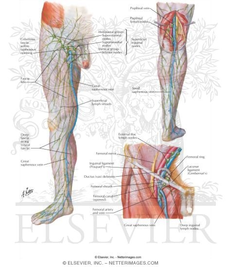 Lymph Vessels and Nodes of Lower Limb