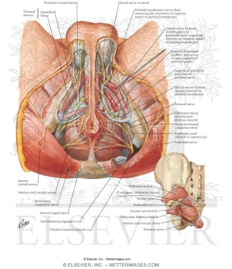 Innervation of Abdomen and of Perineum