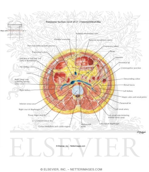 Abdomen: Renal Hilum and Vessels