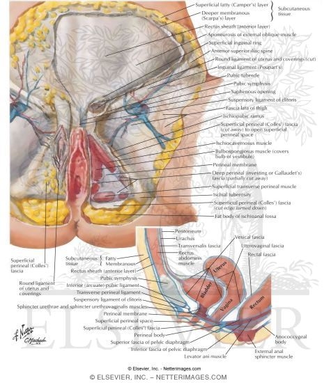Perineum (Superficial Dissection)
Pudendal, Pubic and Inguinal Regions