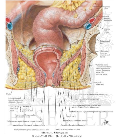 Ischioanal Fossae
Pelvic Fascia and Perineopelvic Spaces
Transverse Section Showing Planes of Pelvic Fascia