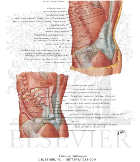 Posterolateral Abdominal Wall