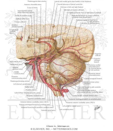 Watermarked preview of labeled image: Arteries of Posterior Cranial Fossa