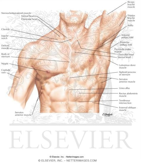 Surface Anatomy of the Thorax