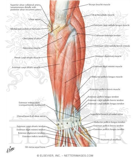 Muscles Of Forearm Superficial Layer Posterior View