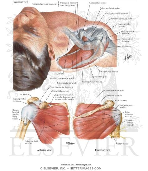 Muscles of Rotator Cuff