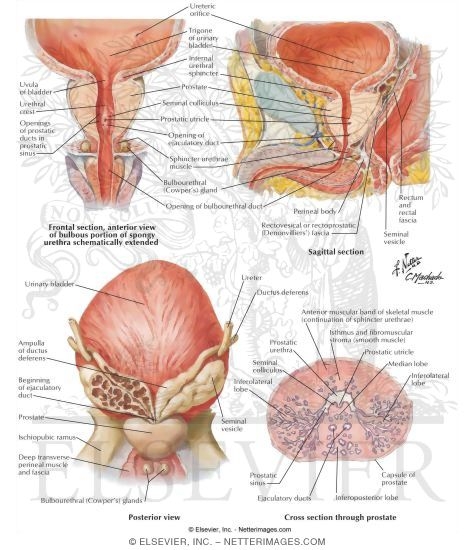 Prostate and Seminal Vesicles