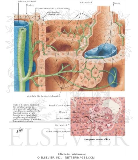 Watermarked preview of labeled image: Intrahepatic Biliary System: Schema