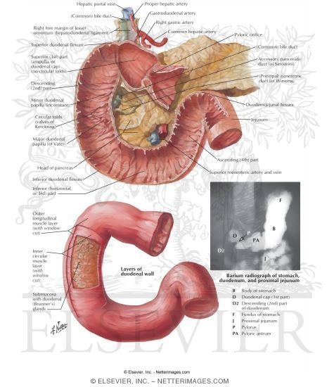 Mucosa and Musculature of Duodenum
