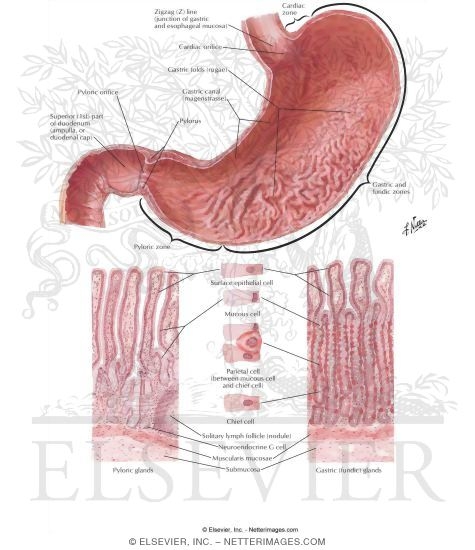 Mucosa of Stomach