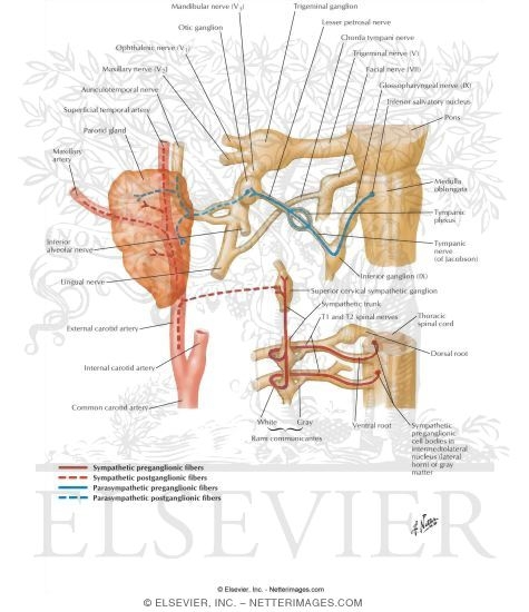 Otic Ganglion: Schema 