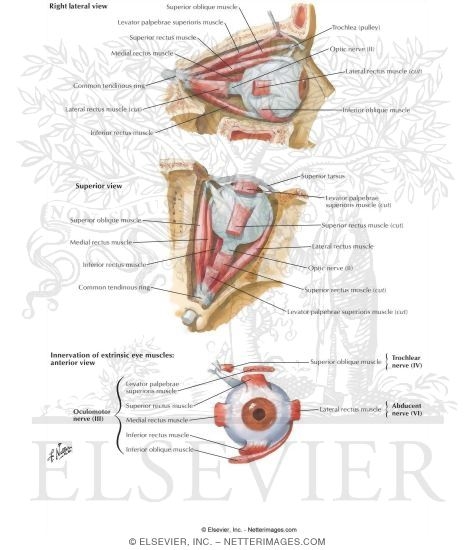Extrinsic Eye Muscles