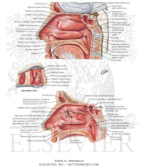 Watermarked preview of labeled image: Lateral Wall of Nasal Cavity
