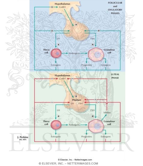 Watermarked preview of labeled image: Hormonal Regulation of the Menstrual Cycle