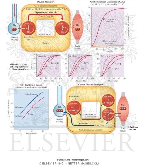 O2-CO2 Exchange