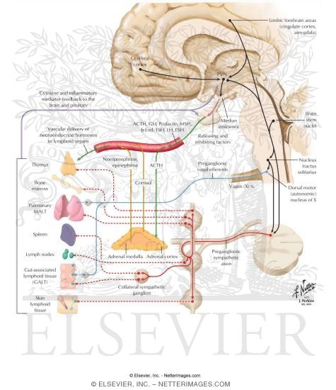 Watermarked preview of labeled image: Neuroimmunomodulation