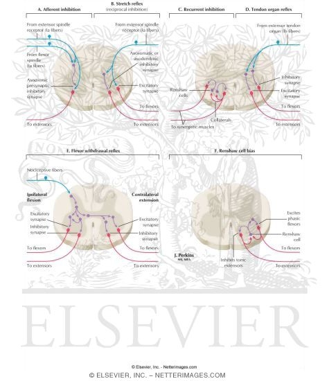 Spinal Somatic Reflex Pathways