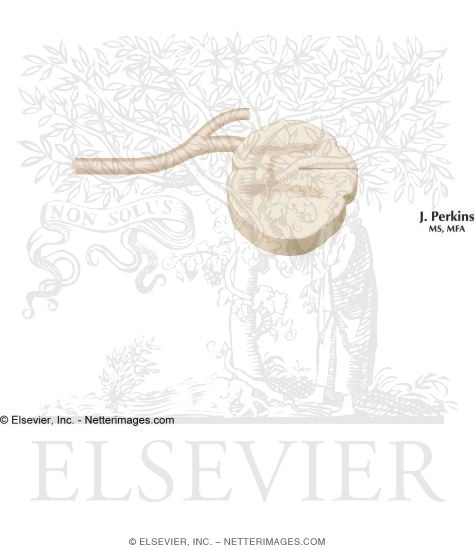 Watermarked preview of unlabeled image: Paraventricular Nucleus of the Hypothalamus