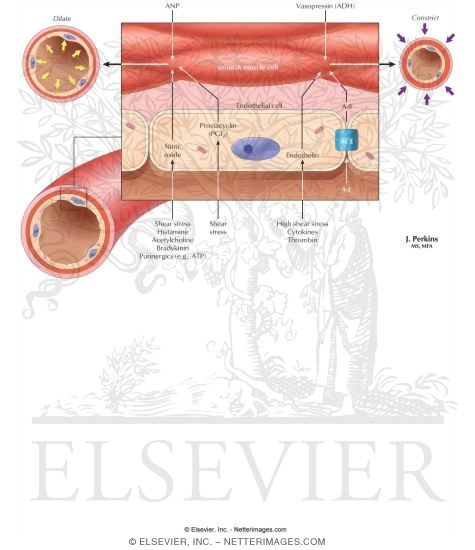 Control of Arteriolar Tone