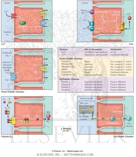Watermarked preview of labeled image: Absorption of Essential Vitamins and Elements