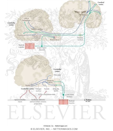 Schematic Diagrams of Efferent Pathways from the Cerebellum to Upper Motor Neuronal Systems