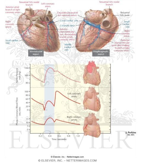 Coronary Circulation