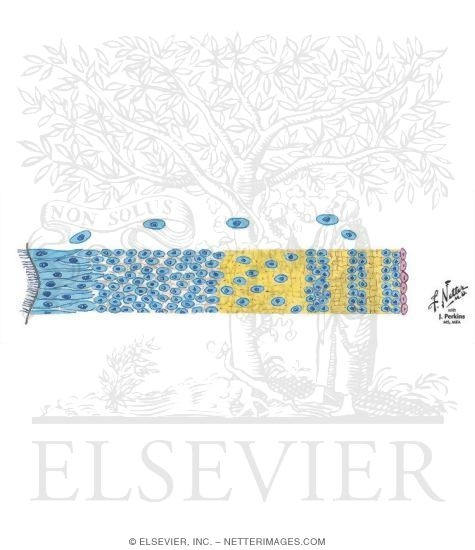 Watermarked preview of unlabeled image: Neural Proliferation and Differentation: Walls of the Neural Tube