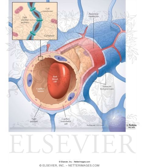 Blood-Brain Barrier