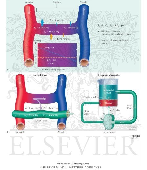Microcirculation