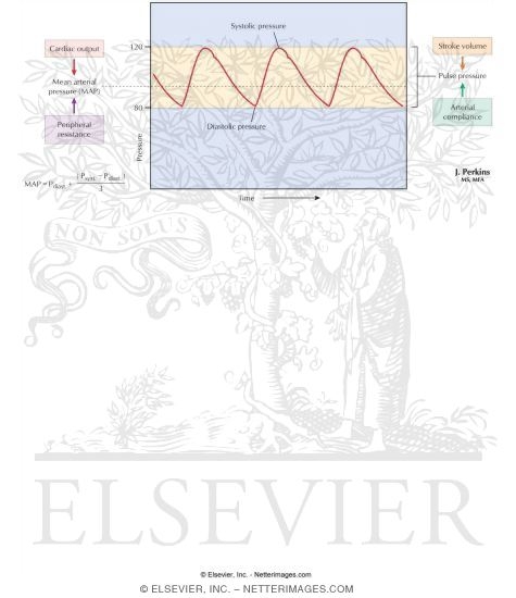 Watermarked preview of labeled image: Arterial Pressure