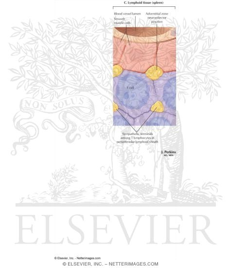 Watermarked preview of labeled image: Lymphoid Tissue (Spleen)
