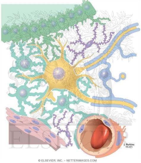 Glial Cell Types