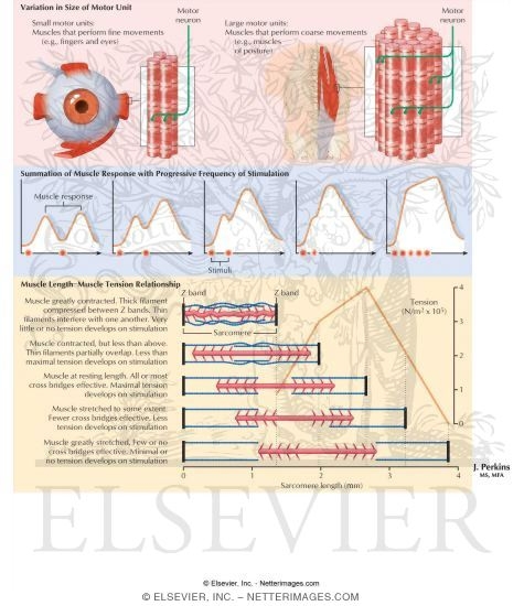 Grading of Muscle Tension and Length-Tension Relationship