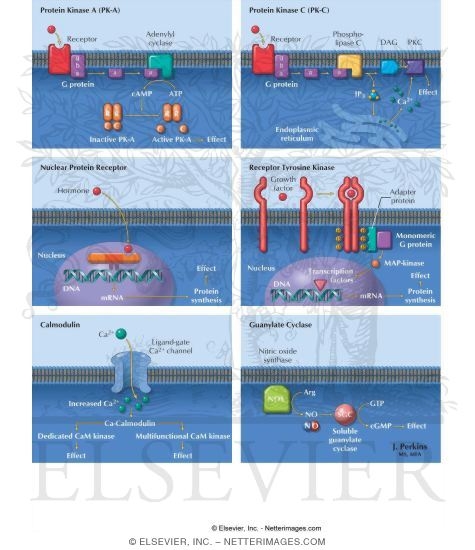 Watermarked preview of labeled image: Signal Transduction Pathways: I