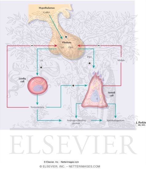 Control of Testicular Function