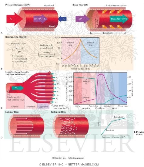 Watermarked preview of labeled image: Hemodynamics