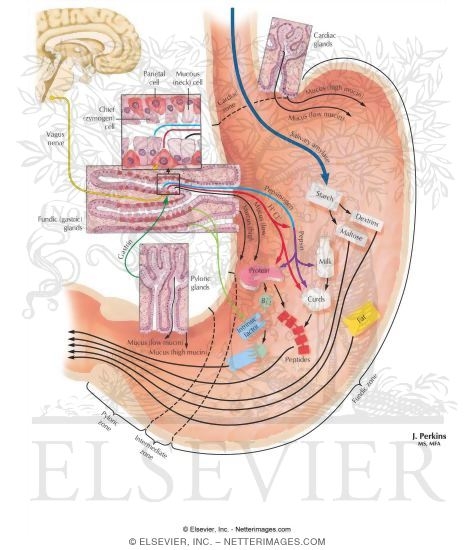 human digestion activity human digestion activity