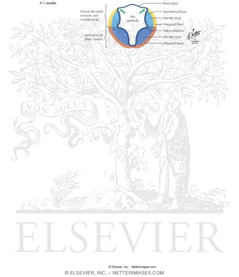 Watermarked preview of labeled image: Fourth Ventricular Development