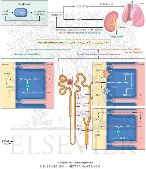 Watermarked preview of labeled image: Renal Production of New HCO<sub>3</sub>