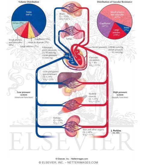 Cardiovascular System Overview