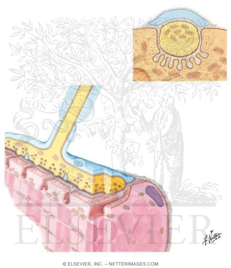 Watermarked preview of unlabeled image: Neuromuscular Neurotransmission