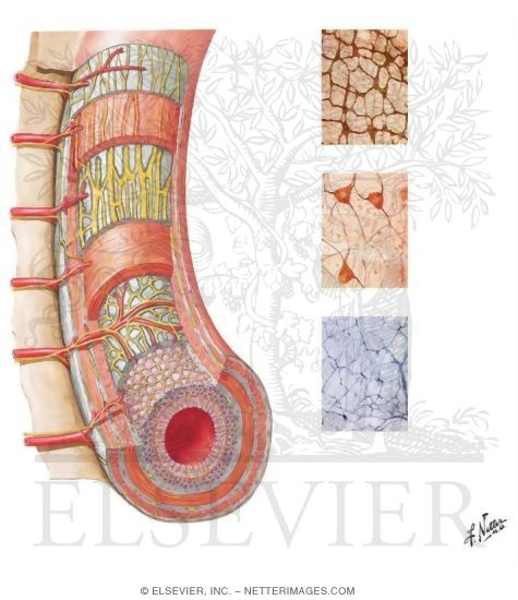 Watermarked preview of unlabeled image: Enteric Nervous System: Longitudinal View