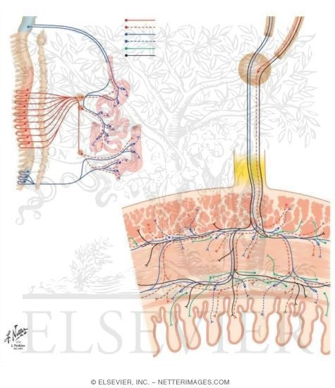 Watermarked preview of unlabeled image: Enteric Nervous System: Cross-Sectional View