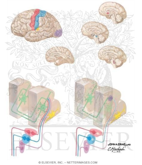 Corticocortical and Subcorticocortical Projection Circuits