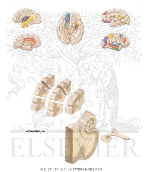 Memory Circuits and Alzheimer Disease