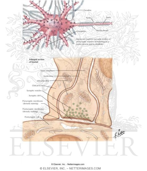 Morphology of Synapses