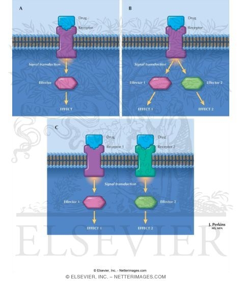 Watermarked preview of labeled image: Receptor-Effector Coupling